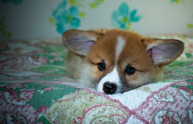 How to Access and Maximize Your Experience with Reddybook Login, 99exch ID, and 99exch Login